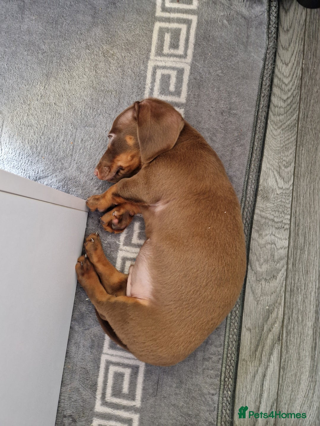 Miniature Dachshund dogs for sale: Miniature dachshund  - Image 4
