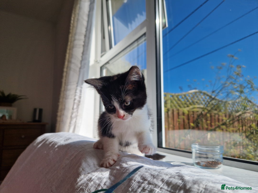 Domestic Shorthair cats for sale: Domestic shorthair kittens  - Image 13