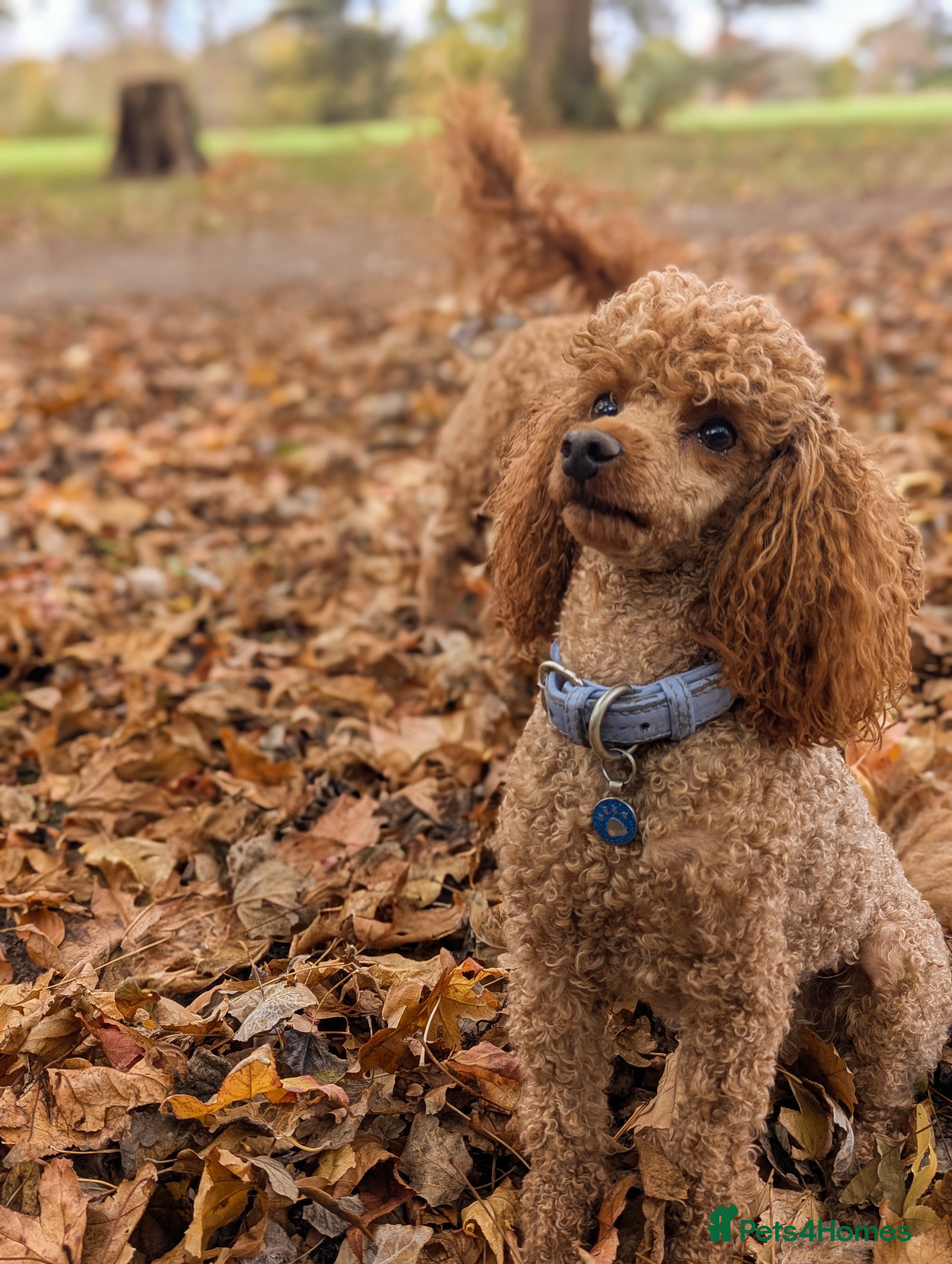 Miniature Poodle dogs Stunning proven KC health tested Red Stud in Reading - Advert 4