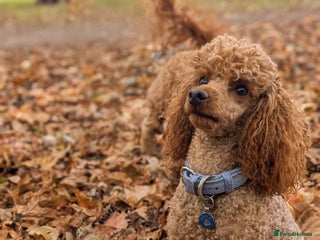 Miniature Poodle dogs in Reading - Advert 20