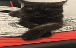 British Shorthair cats for sale: British Shorthair for free !  - Image 7