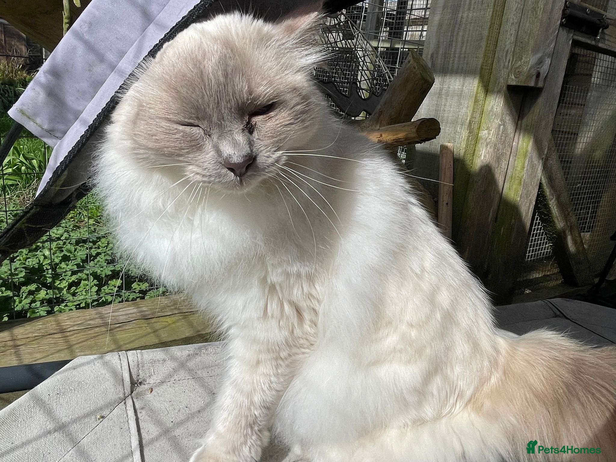 Ragdoll cats Adorable Loving Ragdoll Boy - Advert 2