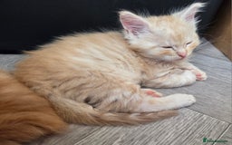 Maine Coon cats for sale: Stunning Maine Coon Kittens - Ready NOW -  - Image 13