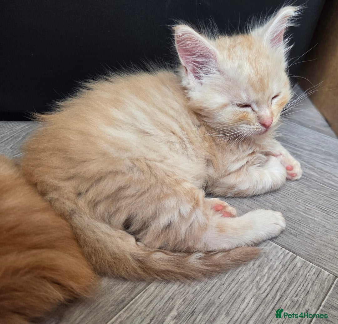 Maine Coon cats for sale: Stunning Maine Coon Kittens - Ready NOW -  - Image 13
