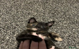 Domestic Shorthair cats for sale: 2 kittens left  - Image 1