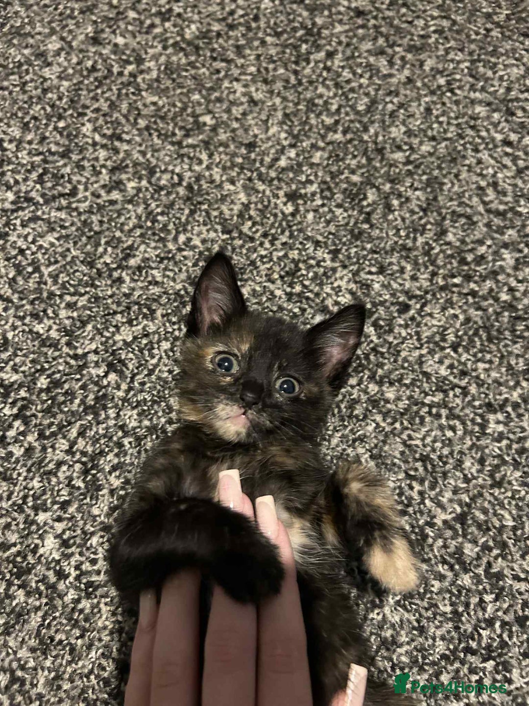 Domestic Shorthair cats for sale: 2 kittens left  - Image 1