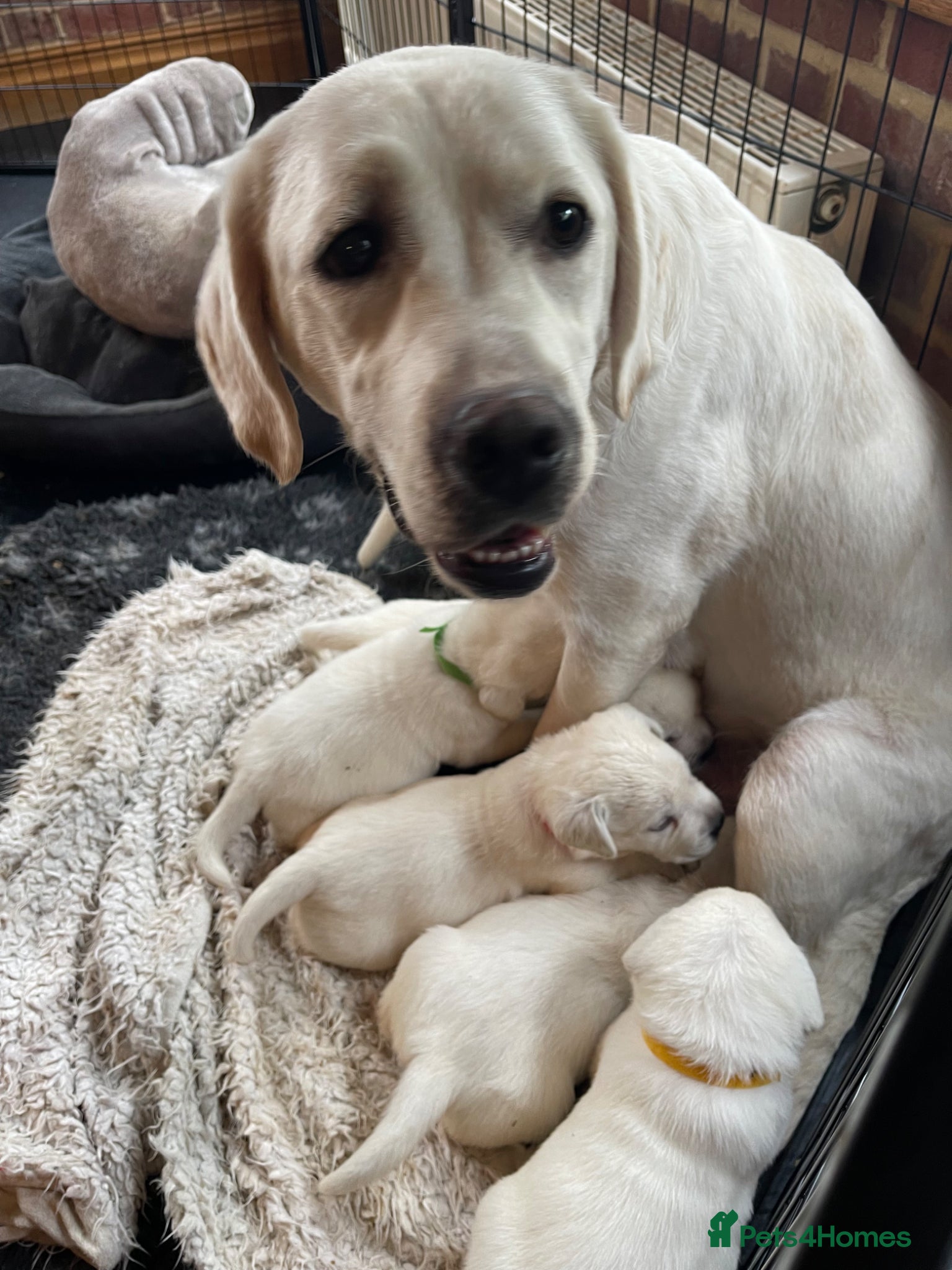 Labrador Retriever dogs Beautiful Cream KC Labrador Puppies - Advert 6