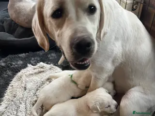 Labrador Retriever dogs Beautiful Cream KC Labrador Puppies - Advert 1
