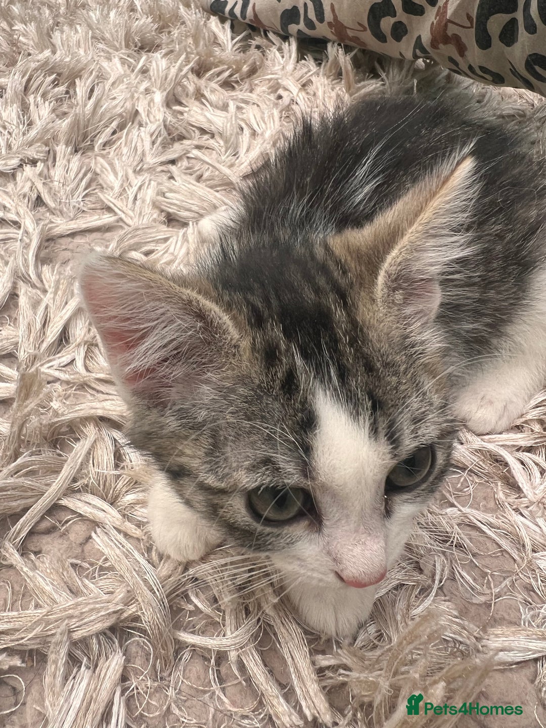 American Shorthair cats for sale: 3 Gorgeous and Playful Kittens Ready To Go - Image 4