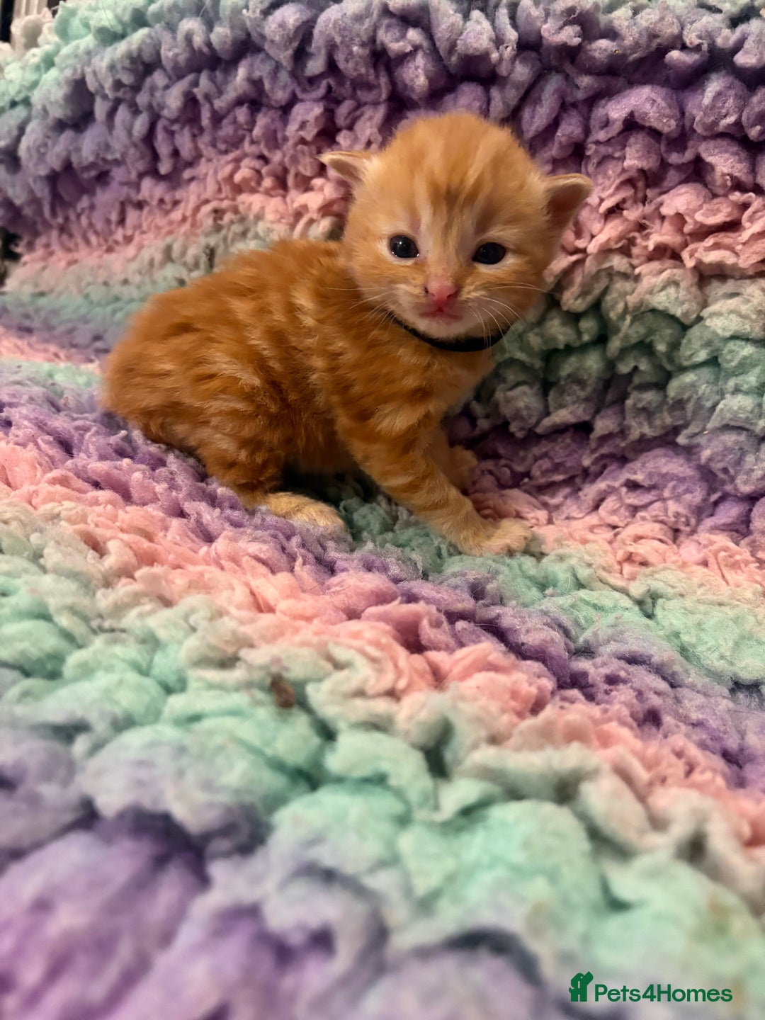 Mixed Breed cats for sale: 5 little kittens  - Advert 4