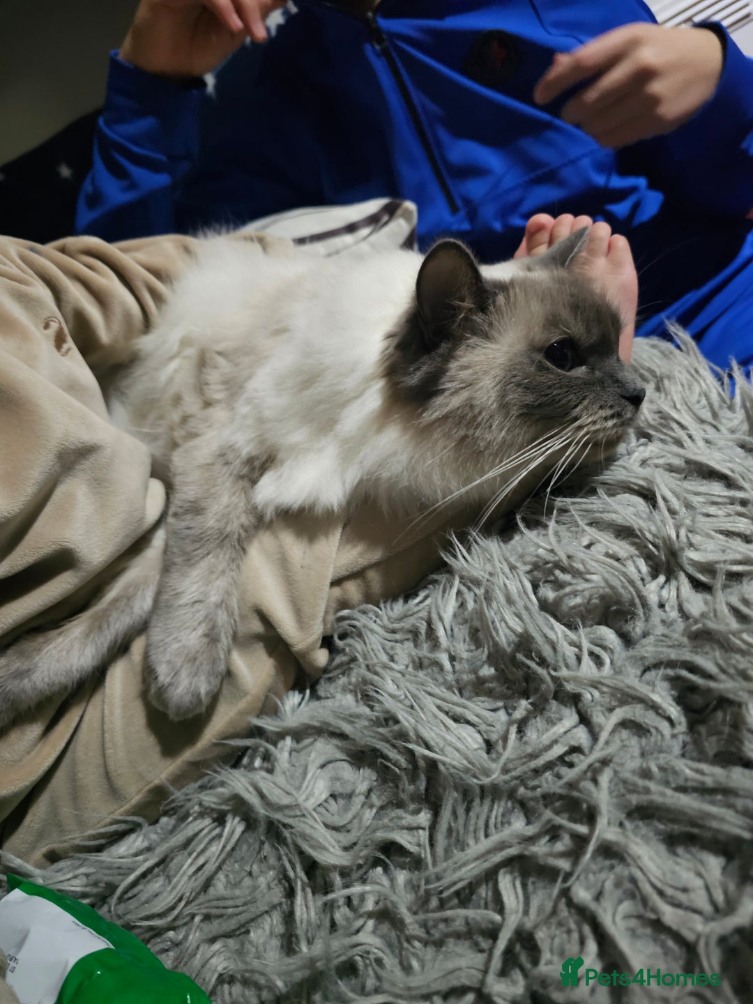 Ragdoll cats for sale:  beautiful Ragdoll cat - Advert 7