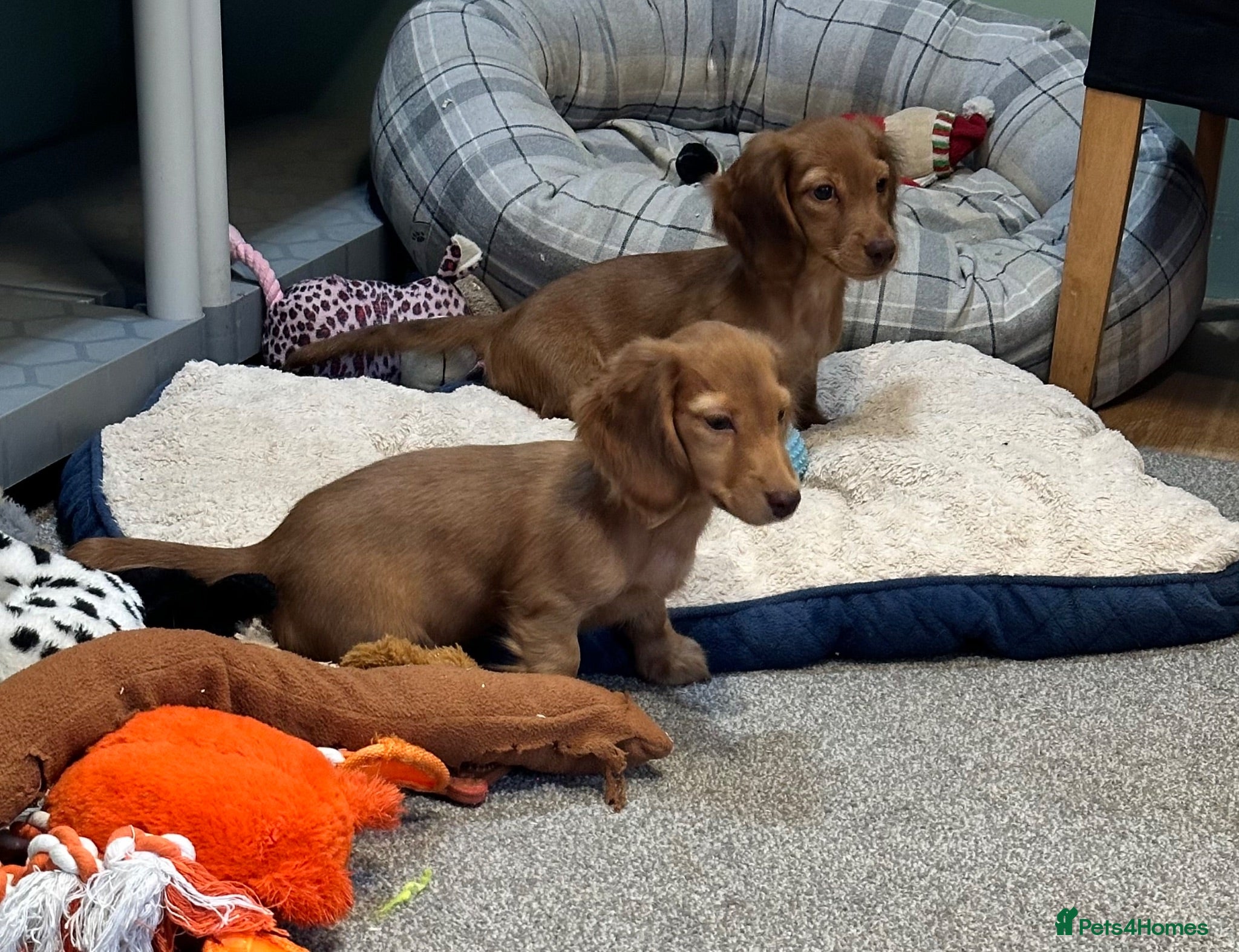 Miniature Dachshund dogs Shaded red longhaired boy and girl - Advert 1