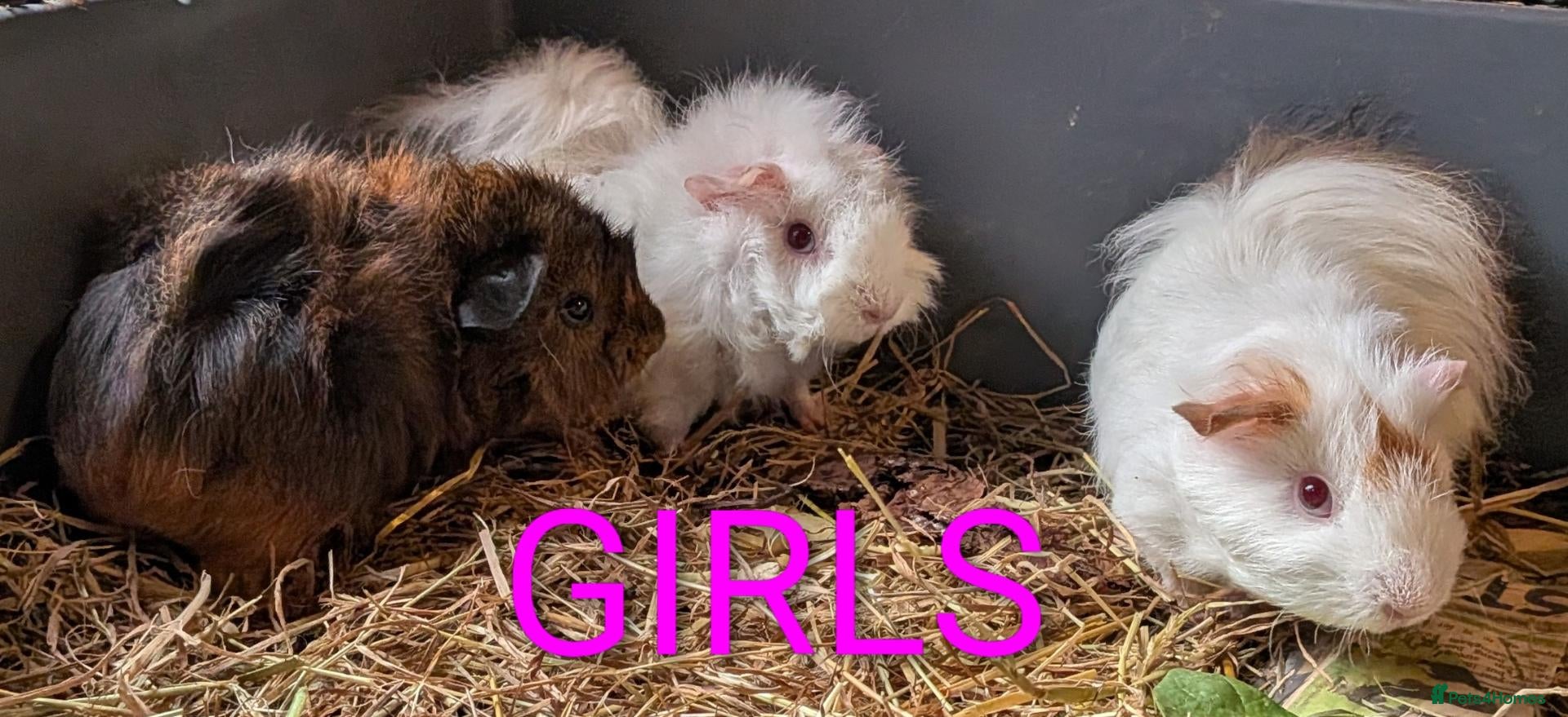 Guinea Pig rodents Beautiful Baby Guinea Pigs - Males  - Advert 11