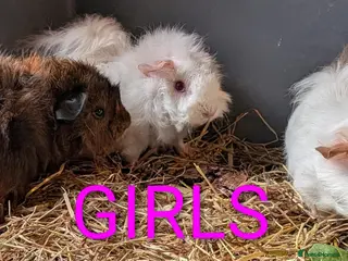 Guinea Pig rodents Beautiful Baby Guinea Pigs - Males - Advert 11