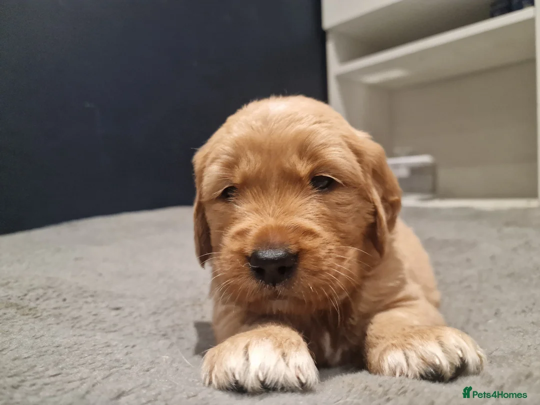 Golden Retriever dogs for sale: Beautiful KC-Registered Golden Retriever Puppies - Advert 31