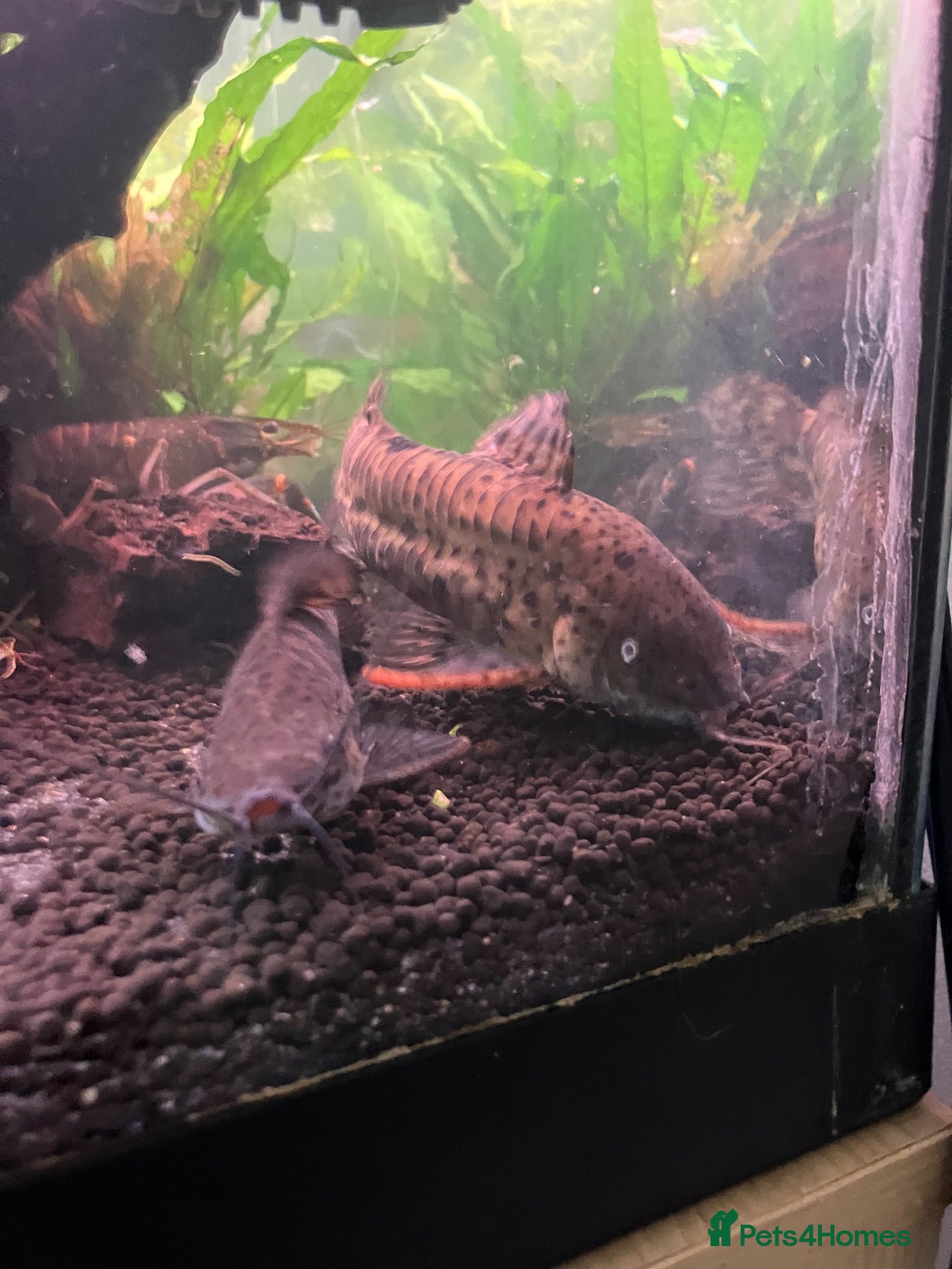 Other/Mixed Breed fish Fish for rehoming  - Advert 7