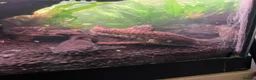 Other/Mixed Breed fish for sale: Fish for rehoming  - Advert 1