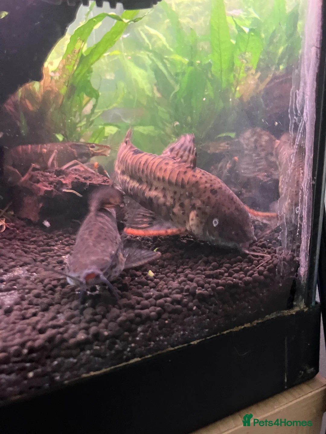 Other/Mixed Breed fish for sale: Fish for rehoming  - Advert 1