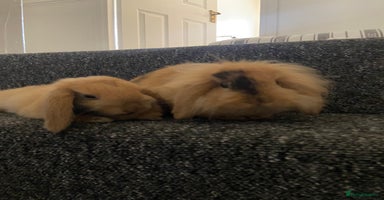Mini Lop rabbits - Advert 15