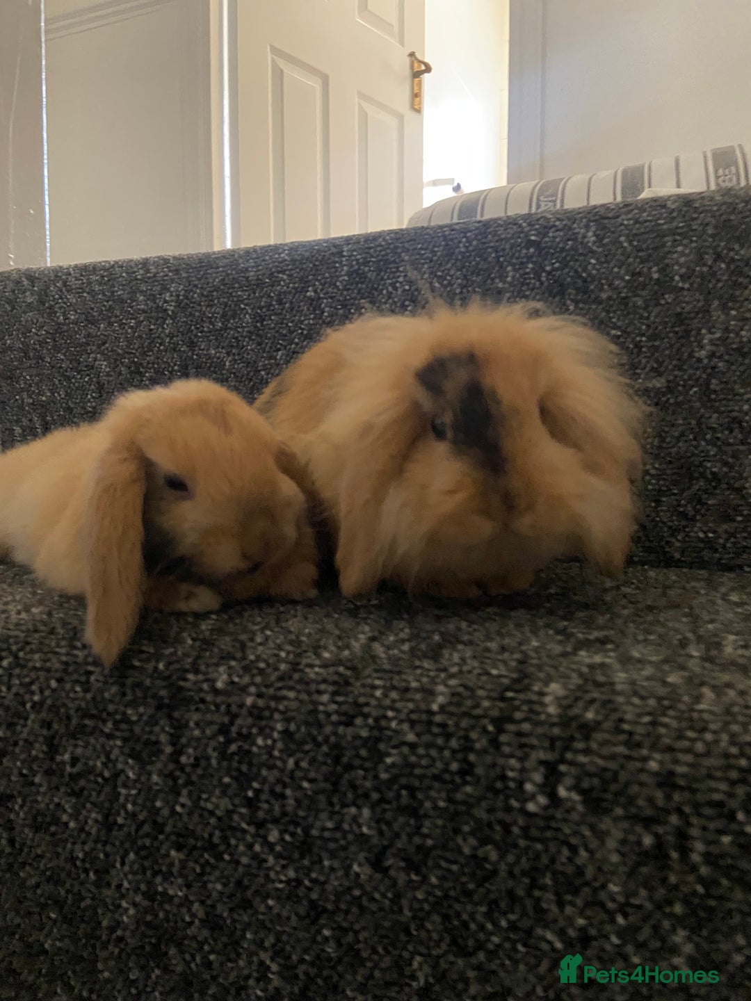 Mini Lop rabbits for sale: 2 boy Rabbits - Brothers  - Image 2