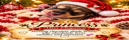 Miniature Schnauzer dogs for sale: Magic comes with four little paws!  in Northampton - Advert 11