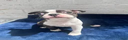 Boston Terrier dogs for sale: Brindle Boston terrier KC puppies  - Advert 6