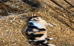 Mixed Breed cats for sale: Beautiful Farm kittens  - Image 13