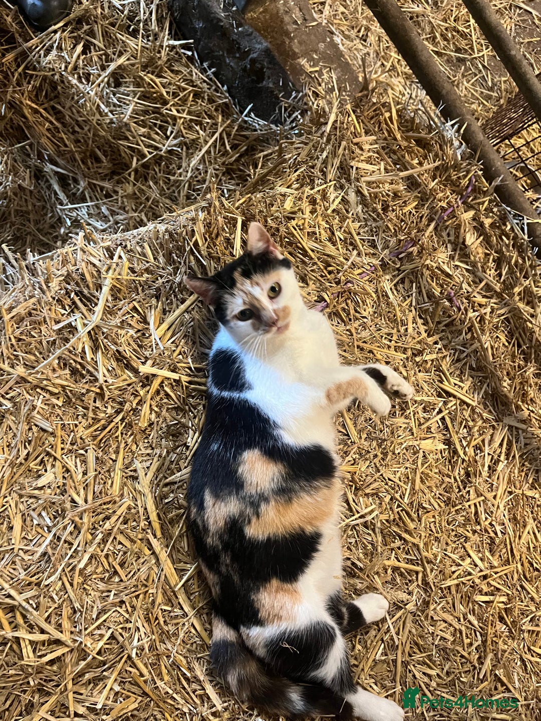 Mixed Breed cats for sale: Beautiful Farm kittens  - Image 13