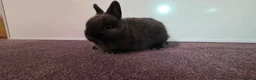 Netherland Dwarf rabbits for sale: Netherland dwarf bunnies available  - Advert 2