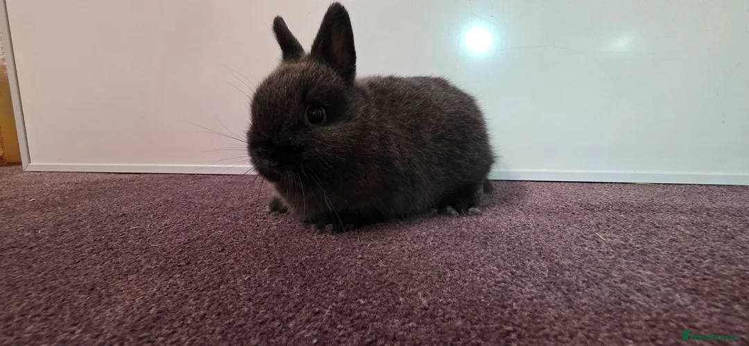 Netherland Dwarf rabbits for sale: Netherland dwarf bunnies available  - Advert 2