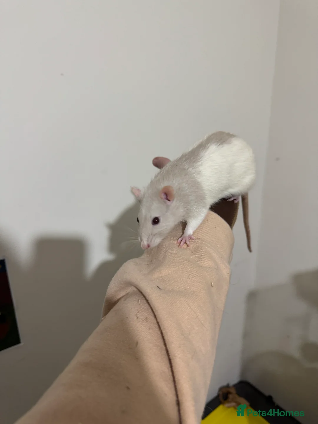 Rat rodents for sale: 2 male rats and cage  - Advert 6