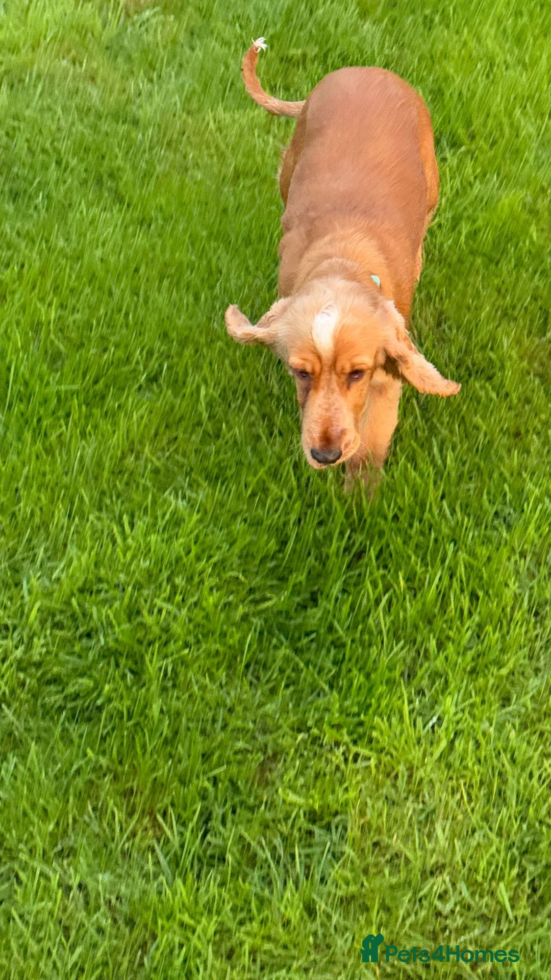 Cocker Spaniel dogs for stud: Honey - Advert 18