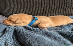 Labrador Retriever dogs for sale: Stunning labrador puppies from good working lines - Advert 36