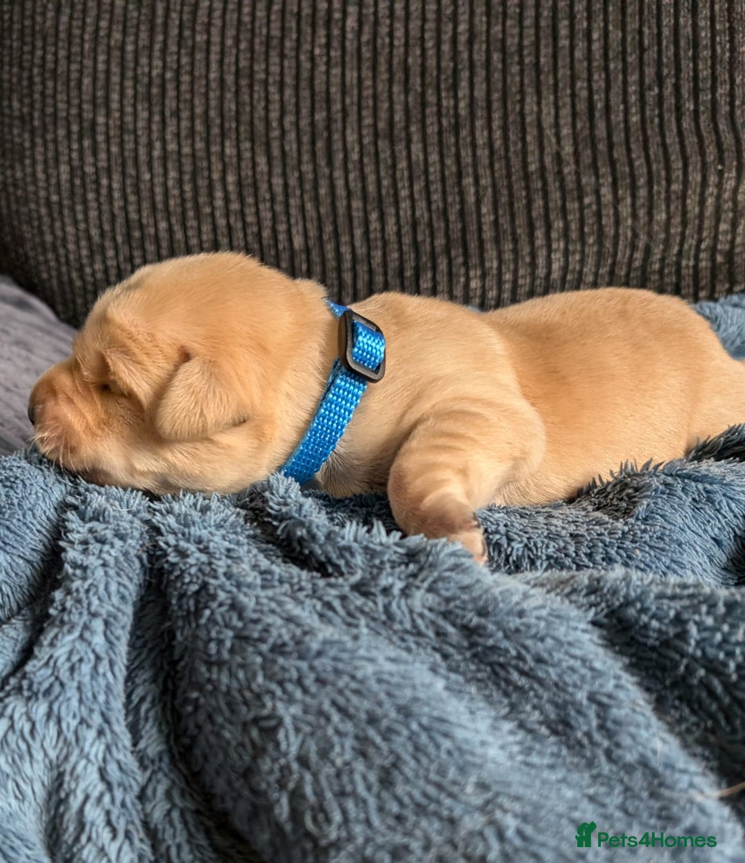 Labrador Retriever dogs for sale: Stunning labrador puppies from good working lines - Advert 36