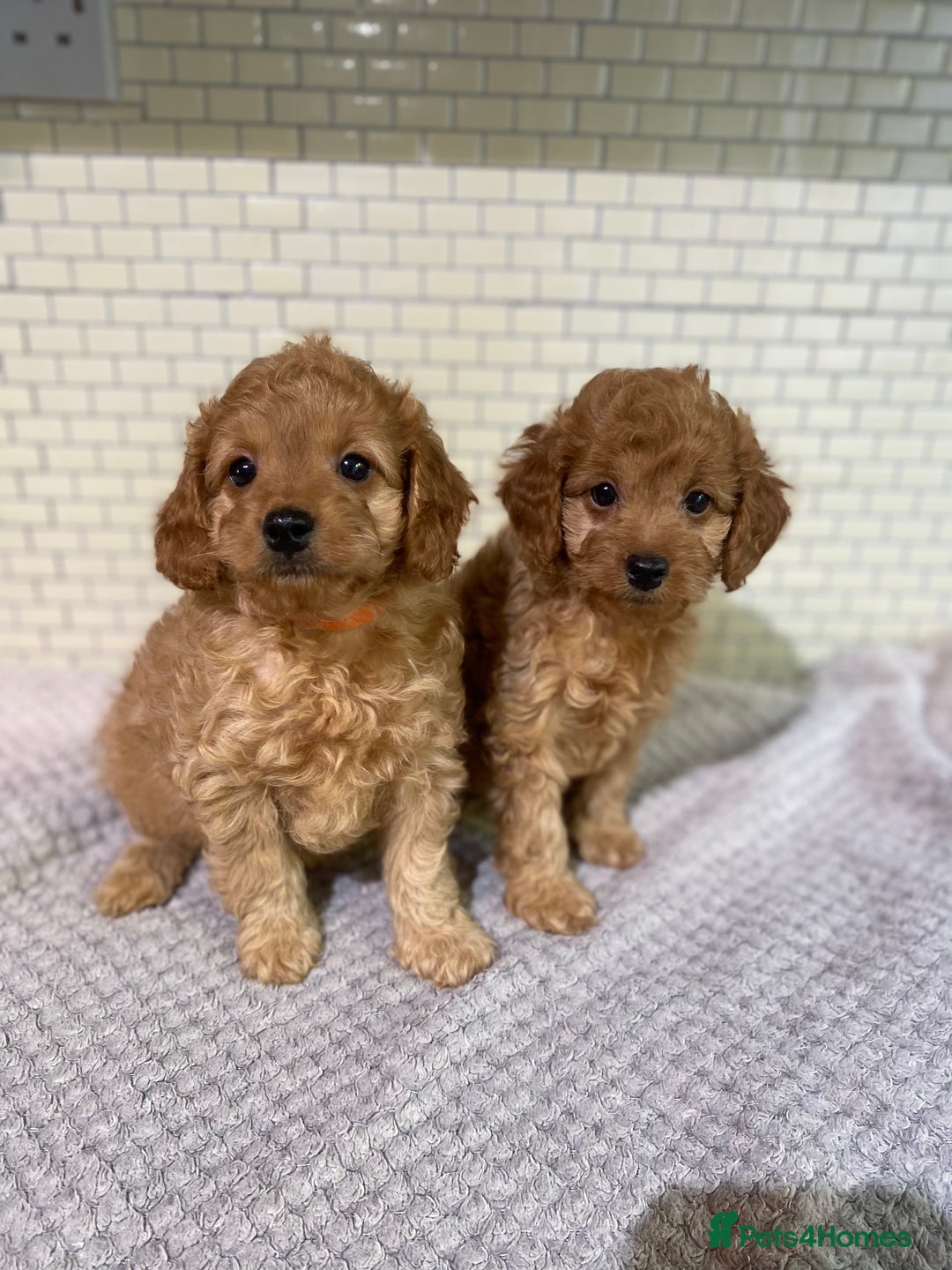 Cockapoo dogs for sale: Gorgeous Cockapoo Girls Ready now - Image 4