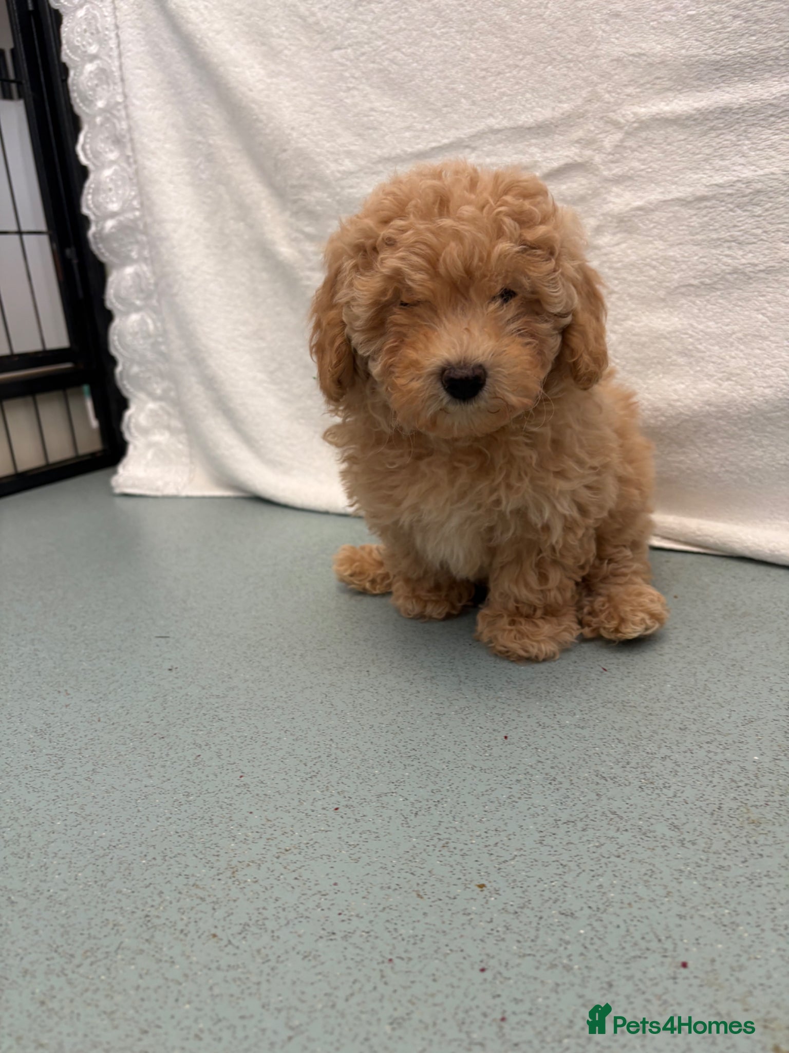 Maltipoo dogs 🤩 1 stunning female Maltipoo 🤩 - Advert 9