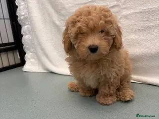 Maltipoo dogs 🤩 1 stunning female Maltipoo 🤩 - Advert 9
