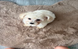 Maltipoo dogs for sale: Beautiful Maltipoo’s - Image 6
