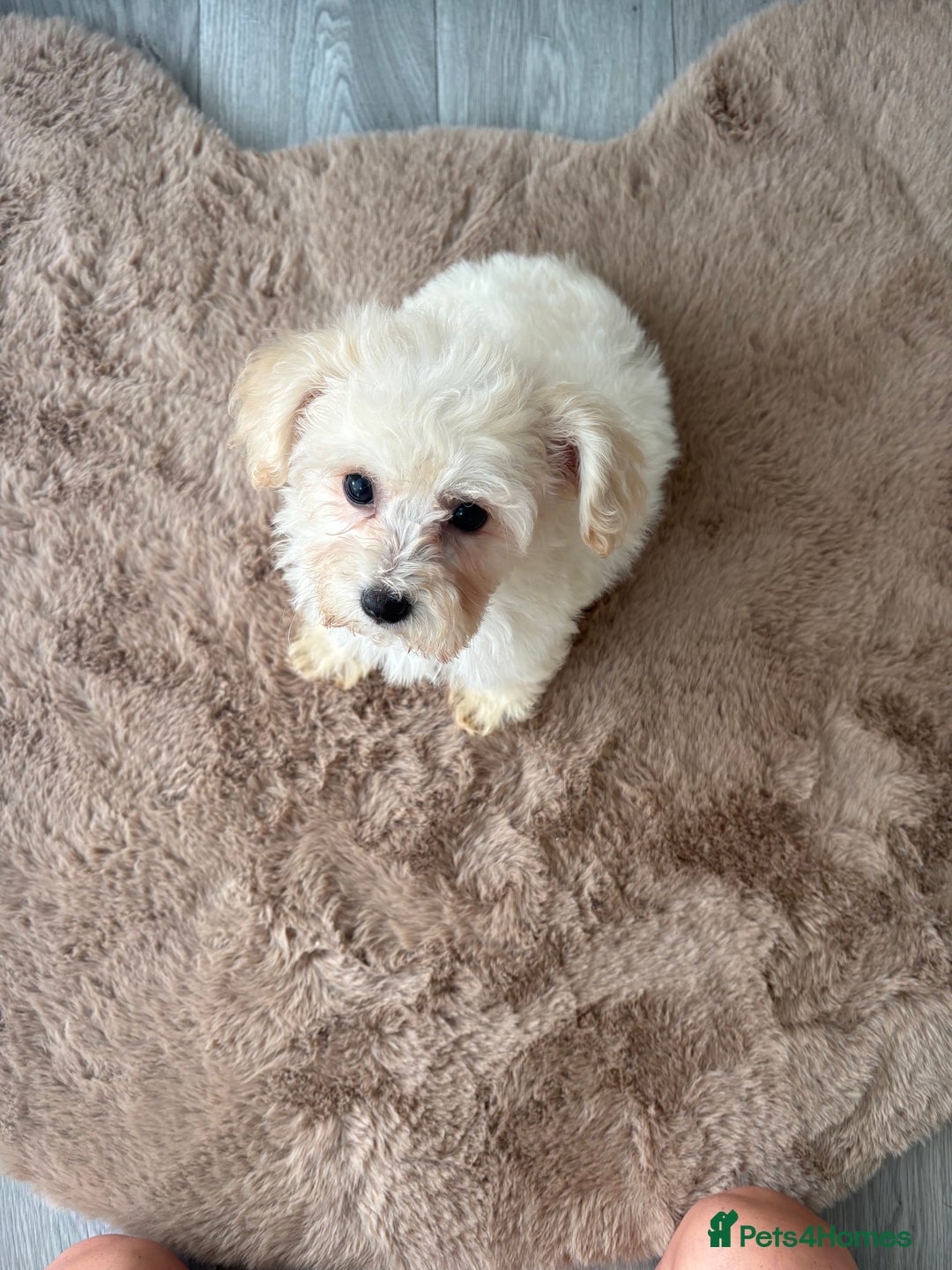 Maltipoo dogs for sale: Beautiful Maltipoo’s - Image 6