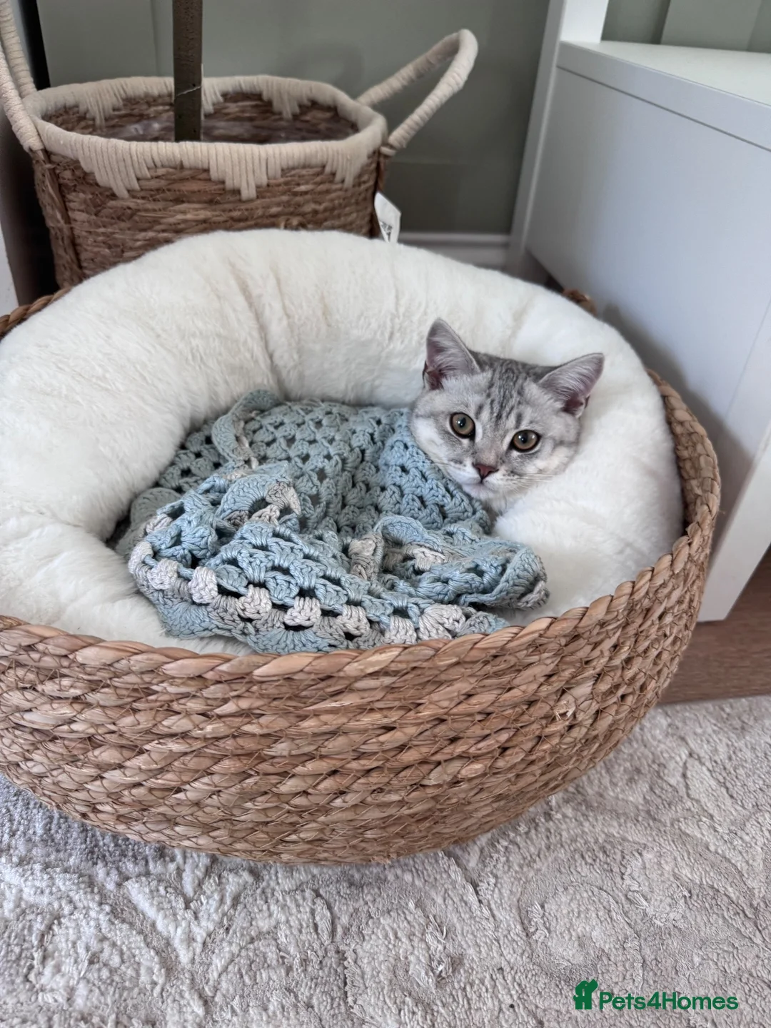 British Shorthair cats for sale: Rehoming of Ziggy in Basildon - Advert 2