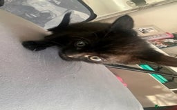 Domestic Shorthair cats for sale: 6 kittens 3 x tabby 3 x black - Image 4