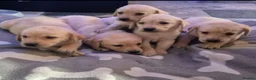 Labrador Retriever dogs for sale: Labrador puppies boys and girls  in Thetford - Advert 1