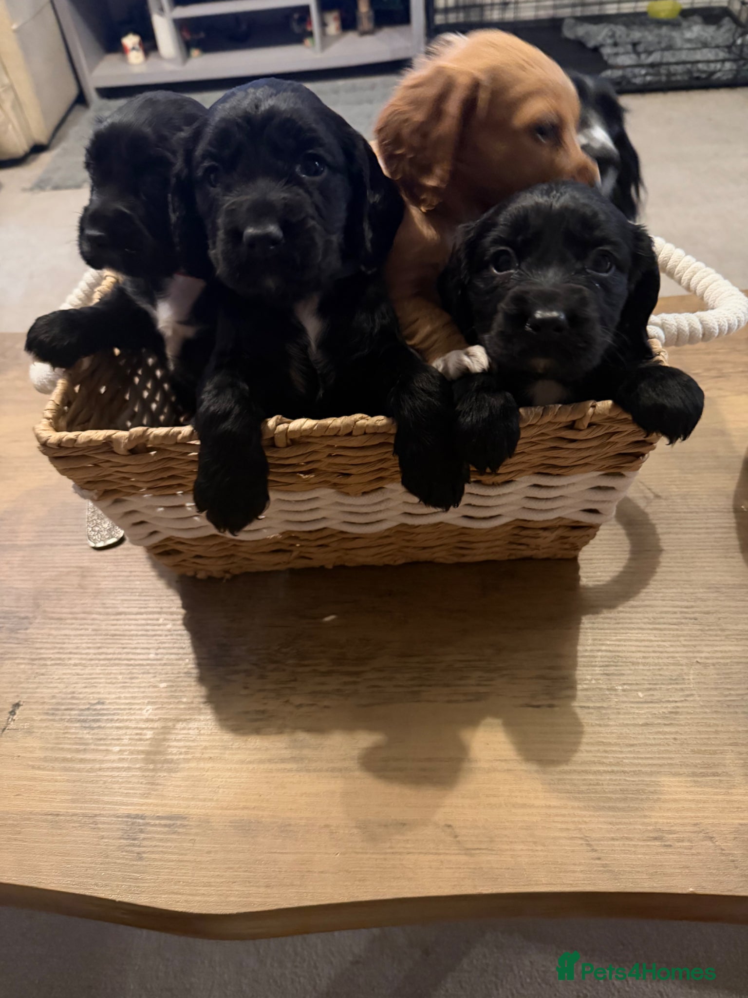 Cocker Spaniel dogs Beautiful working cocker spaniel puppies  - Advert 1