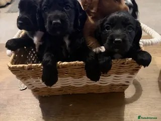 Cocker Spaniel dogs Beautiful working cocker spaniel puppies - Advert 17