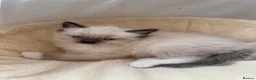 Ragdoll cats for sale: Adorable Pedigree Ragdoll Kittens For Sale in Northampton - Advert 3