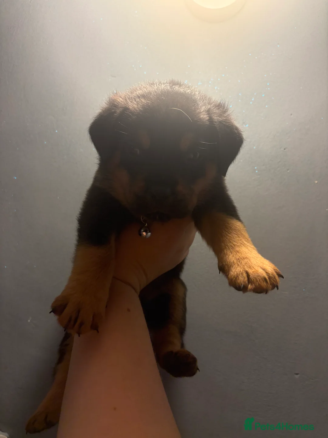 Boxweiler dogs for sale: Boxwiller  - Advert 2