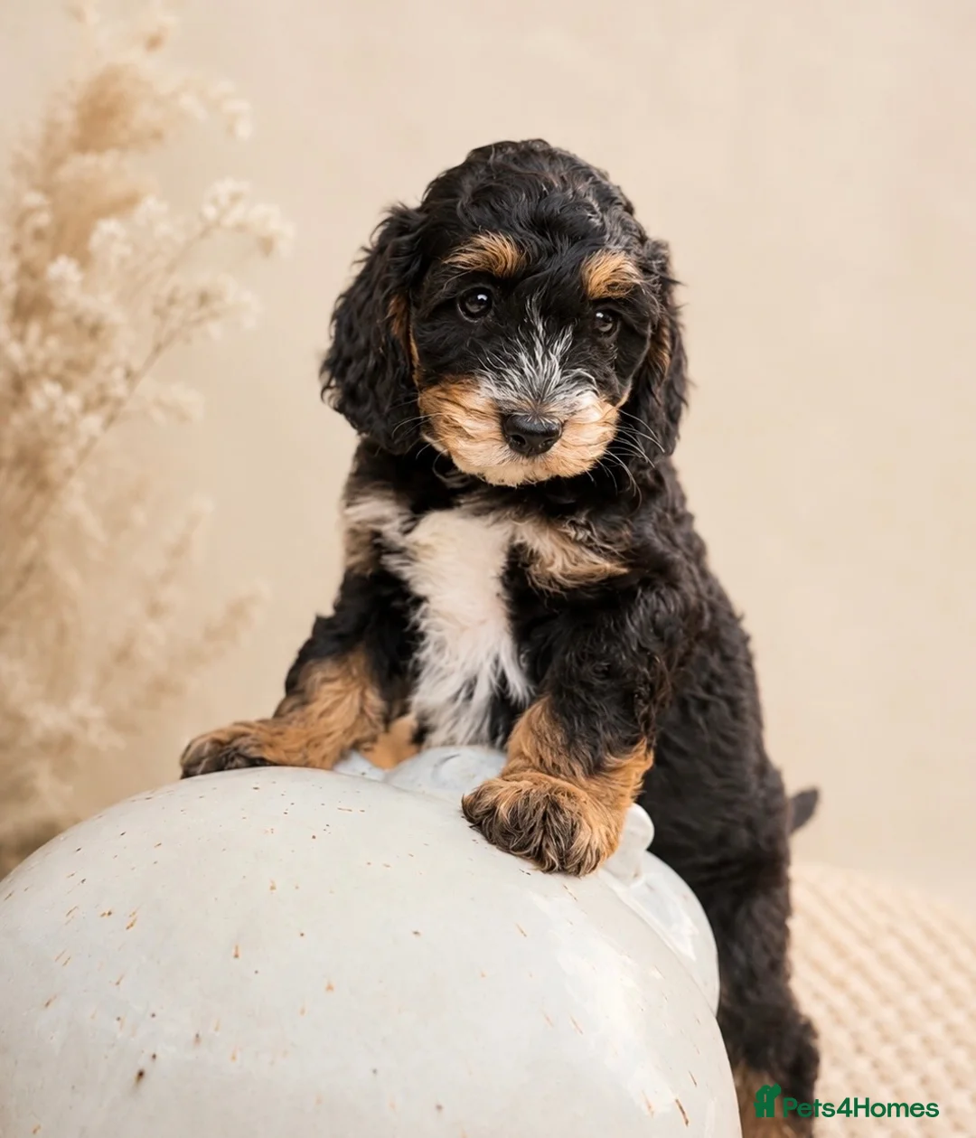 Cockapoo dogs for sale: Stunning unusual cockapoos  - Advert 2