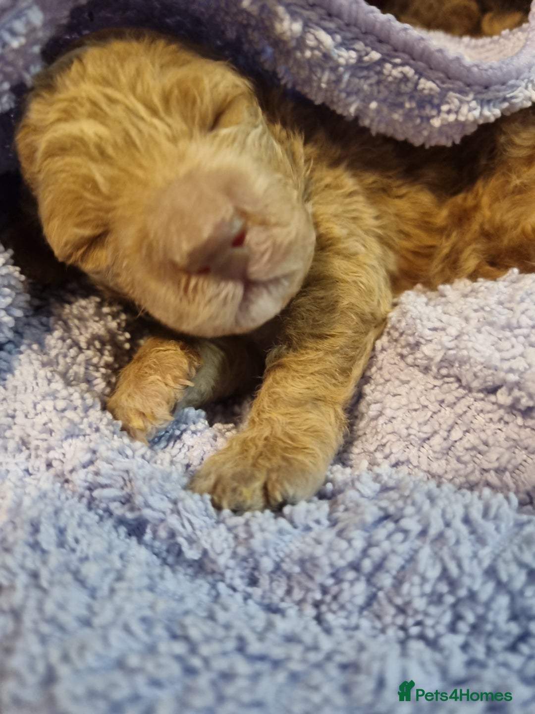 Toy Poodle dogs for sale: Toy poodle puppy - Advert 18