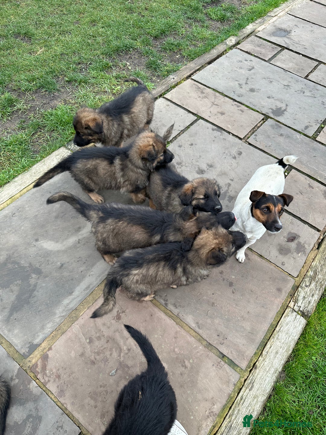 German Shepherd dogs for sale: Beautiful Litter of German Shepherd Puppies - Advert 32