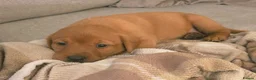 Labrador Retriever dogs for sale:  Ready to leave this week!!! Fox Red Labrador. - Advert 3